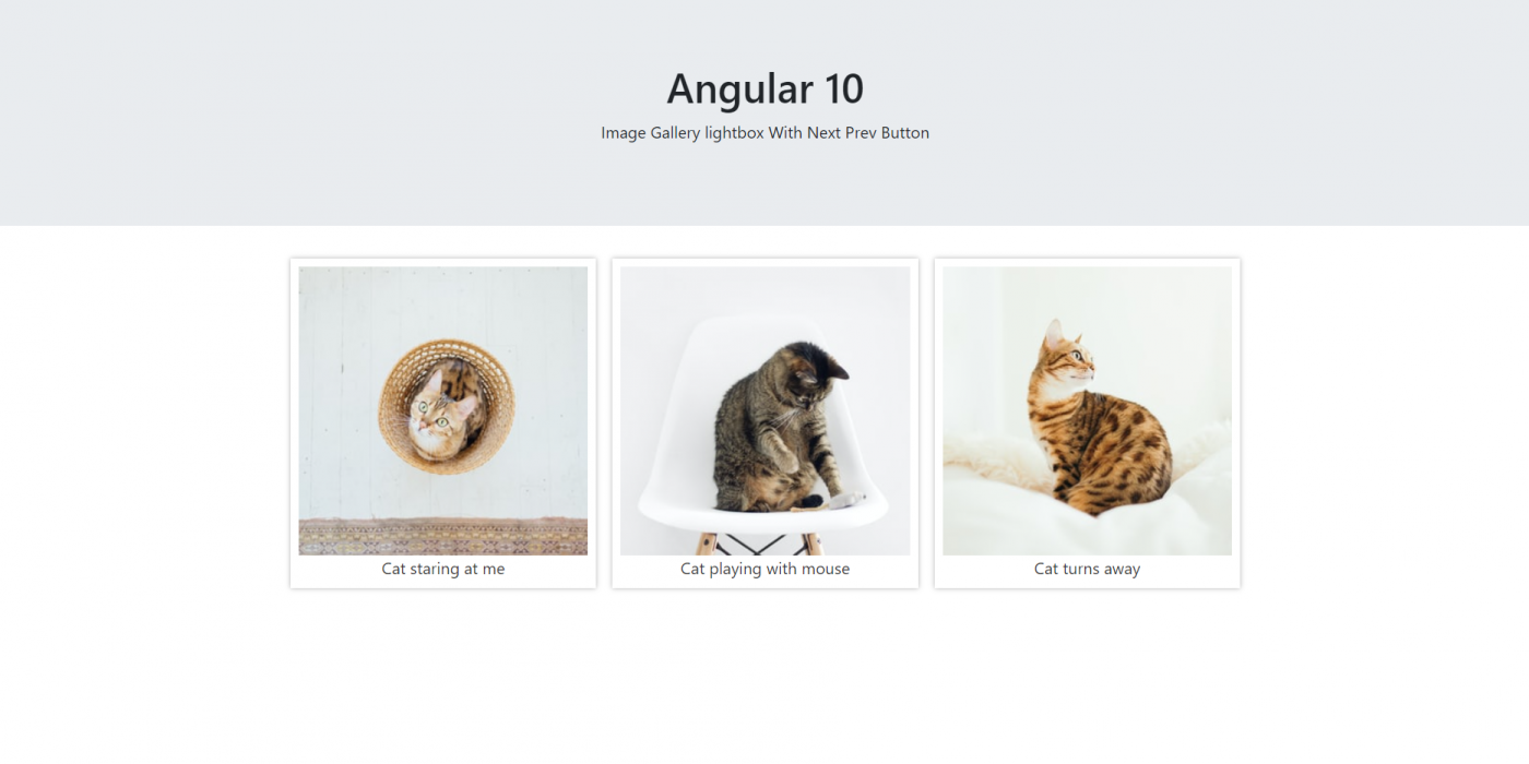 Angular 10 Image Gallery Lightbox with Next Prev Button