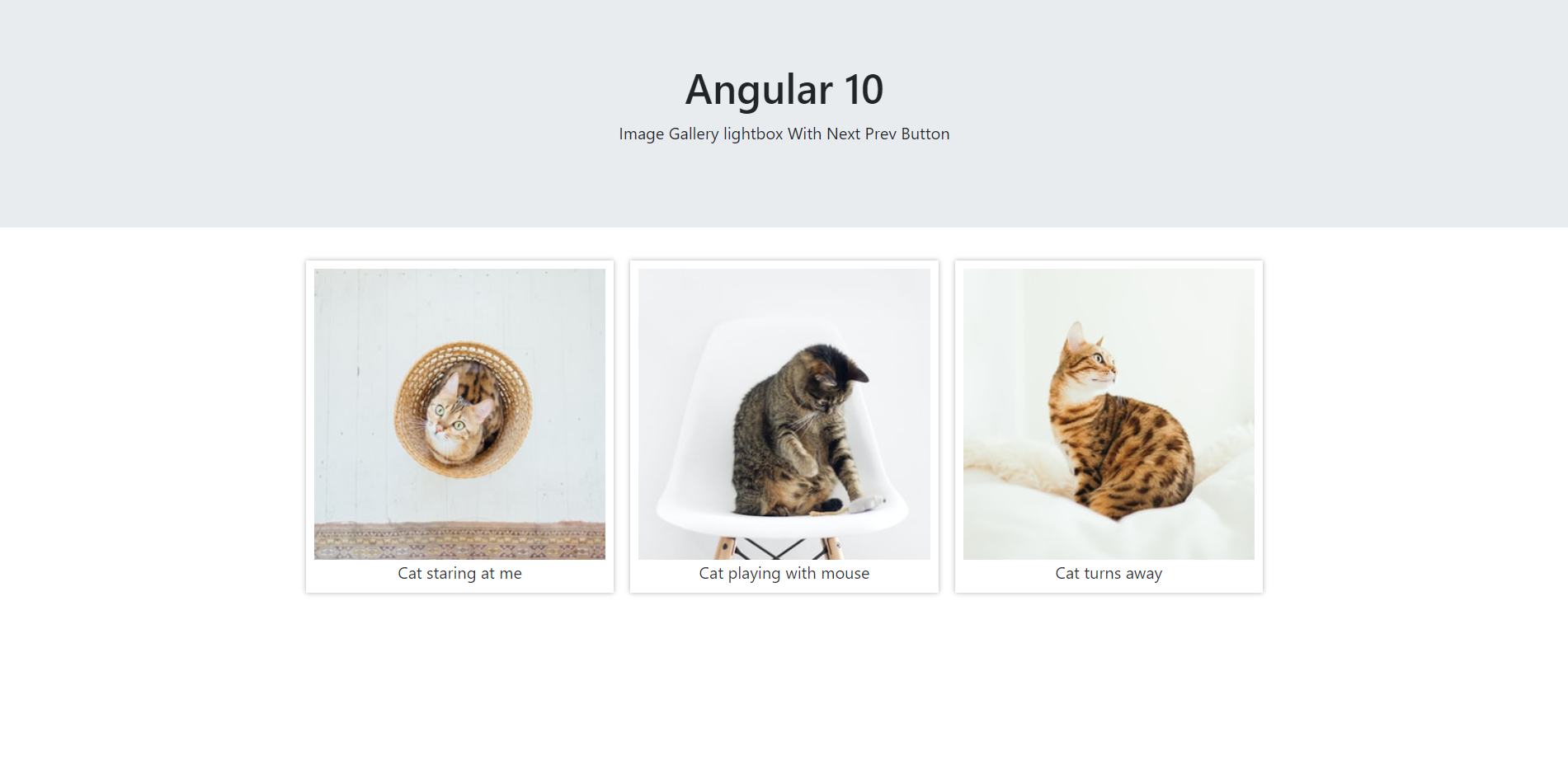 Angular 10 Image Gallery Lightbox with Next Prev Button